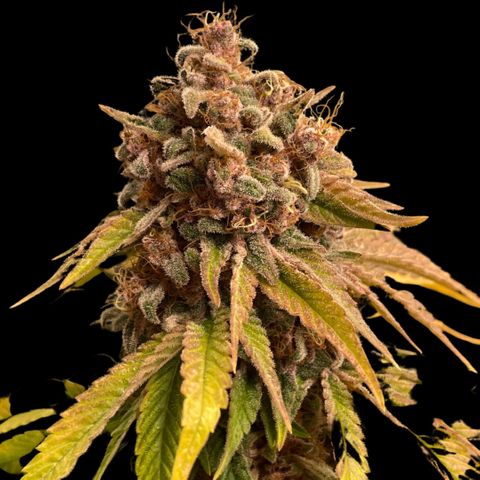 2021.05.17 Purple Queen - #2 - RQS growlog timeline photo