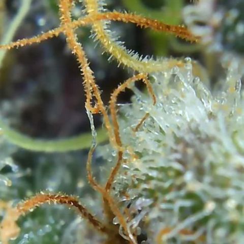 2021.05.17 Purple Queen - #2 - RQS growlog timeline photo