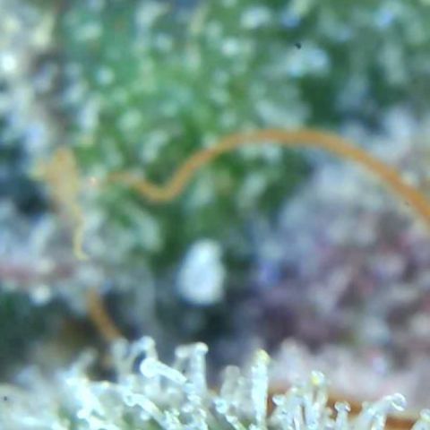 2021.05.17 OG Kush - #2 - RQS growlog timeline photo