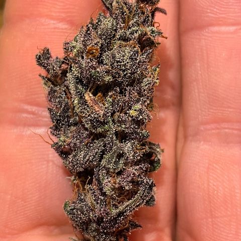 Blackberry - #1 - 42 Fast Buds growlog timeline photo