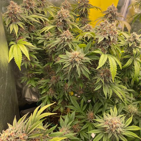 2021.05.17 Purple Queen - #2 - RQS growlog timeline photo