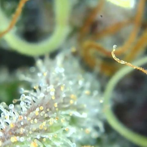 2021.05.17 Purple Queen - #2 - RQS growlog timeline photo