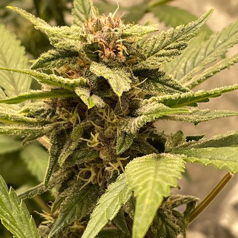 2021.06.02 - Purple Lemonade 🍋 - #1 - 42 Fast Buds growlog timeline photo