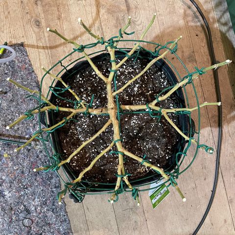 2021.05.17 OG Kush - #2 - RQS growlog timeline photo
