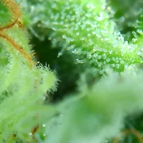 2021.05.17 Purple Queen - #2 - RQS growlog timeline photo