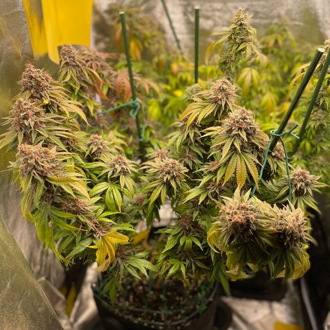 2021.05.17 Purple Queen - #2 - RQS growlog timeline photo