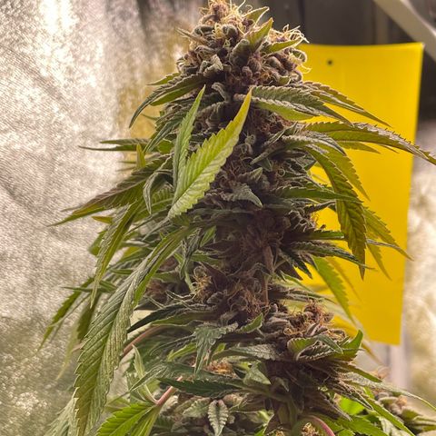 2021.05.17 Purple Queen - #2 - RQS growlog timeline photo