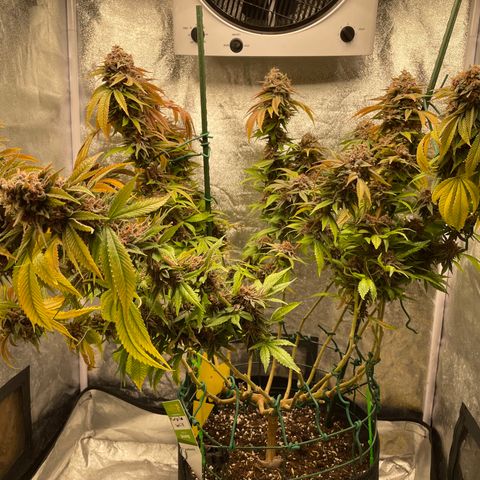 2021.05.17 Purple Queen - #2 - RQS growlog timeline photo