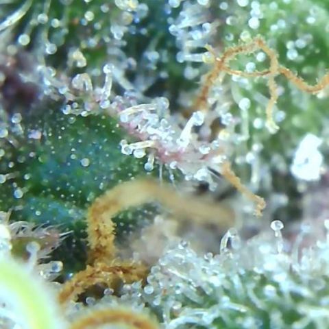 2021.05.17 Purple Queen - #2 - RQS growlog timeline photo