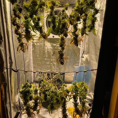 2021.05.17 OG Kush - #2 - RQS growlog timeline photo