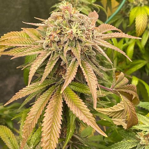 2021.05.17 Purple Queen - #2 - RQS growlog timeline photo