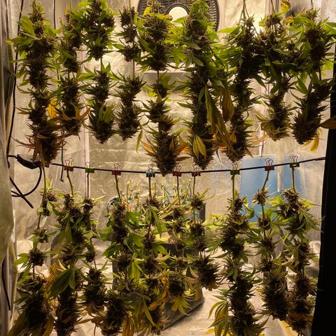 2021.05.17 Purple Queen - #2 - RQS growlog timeline photo
