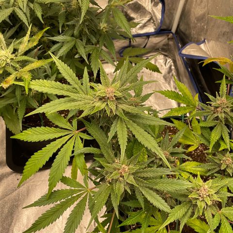 2021.06.02 - Purple Lemonade 🍋 - #1 - 42 Fast Buds growlog timeline photo