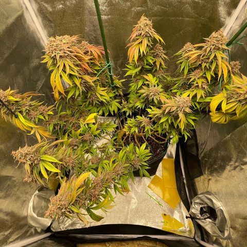 2021.05.17 Purple Queen - #2 - RQS growlog timeline photo