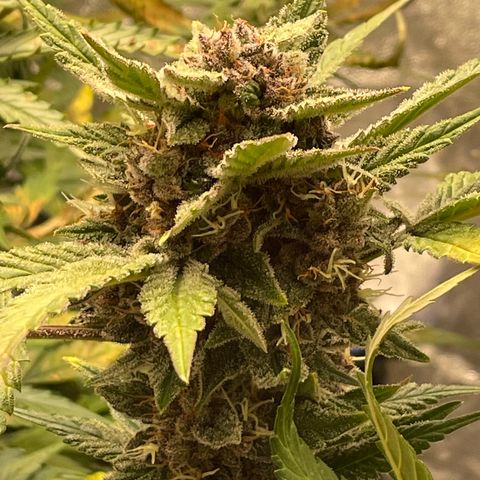 2021.06.02 - Purple Lemonade 🍋 - #1 - 42 Fast Buds growlog timeline photo