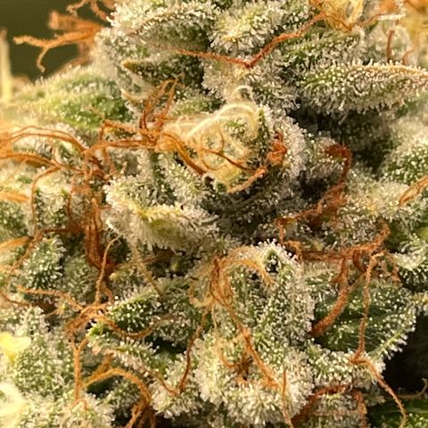 2021.05.17 OG Kush - #2 - RQS growlog timeline photo