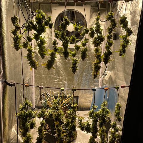 2021.05.17 OG Kush - #2 - RQS growlog timeline photo