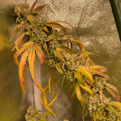 2021.05.17 OG Kush - #2 - RQS growlog timeline photo