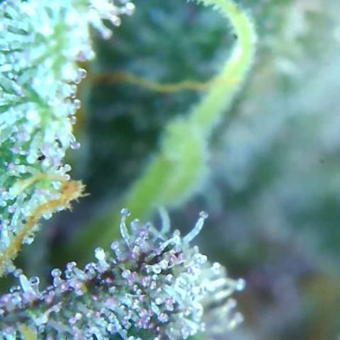 2021.05.17 Purple Queen - #2 - RQS growlog timeline photo
