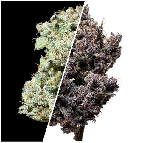 Blackberry - #1 - 42 Fast Buds growlog timeline photo