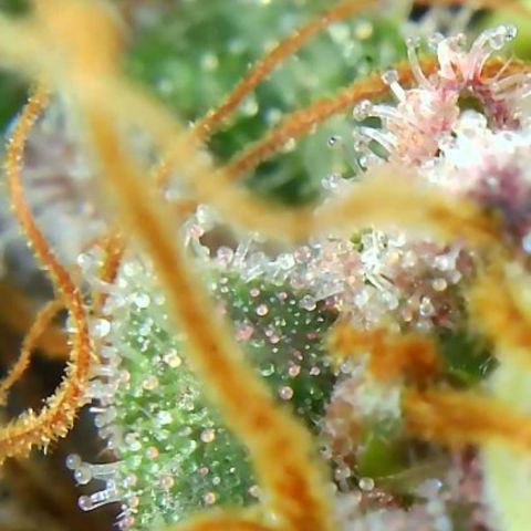 2021.05.17 Purple Queen - #2 - RQS growlog timeline photo