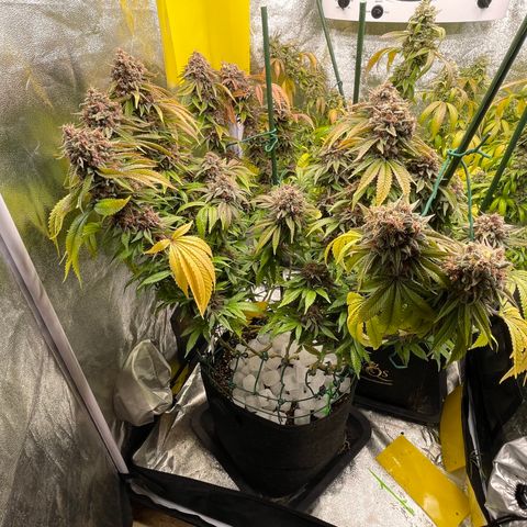 2021.05.17 Purple Queen - #2 - RQS growlog timeline photo