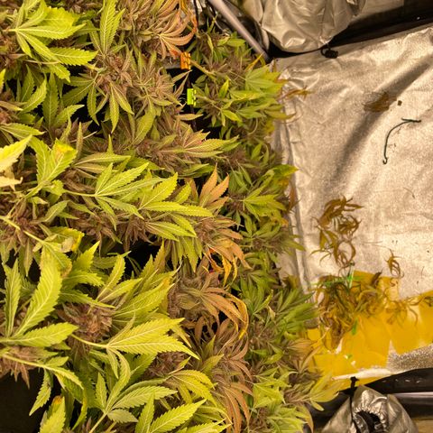 2021.05.17 Purple Queen - #2 - RQS growlog timeline photo