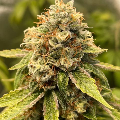 2021.05.17 OG Kush - #2 - RQS growlog timeline photo