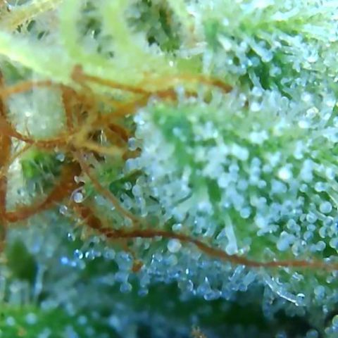2021.05.17 Purple Queen - #2 - RQS growlog timeline photo