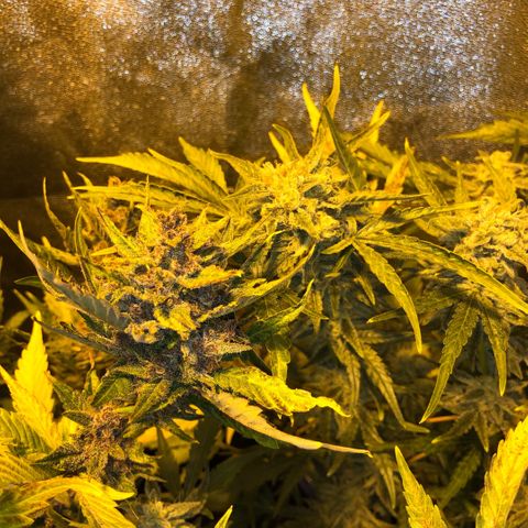 Blackberry - #1 - 42 Fast Buds growlog timeline photo