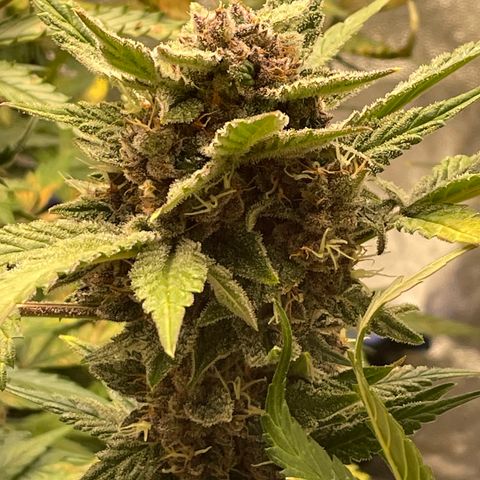 2021.06.02 - Purple Lemonade 🍋 - #1 - 42 Fast Buds growlog timeline photo
