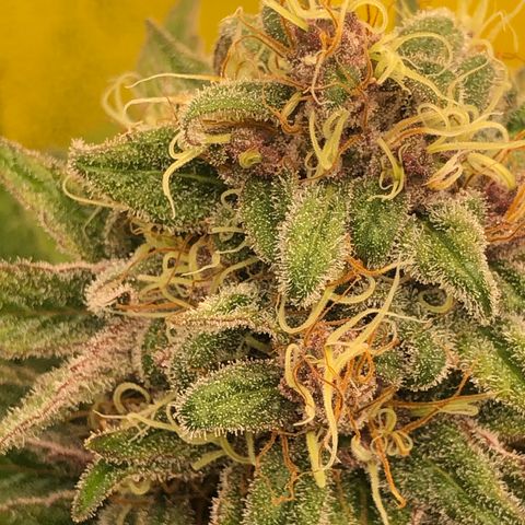 2021.05.17 Purple Queen - #2 - RQS growlog timeline photo