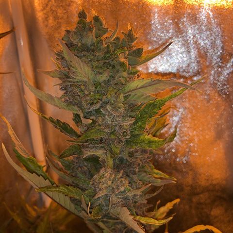 Blackberry - #1 - 42 Fast Buds growlog timeline photo
