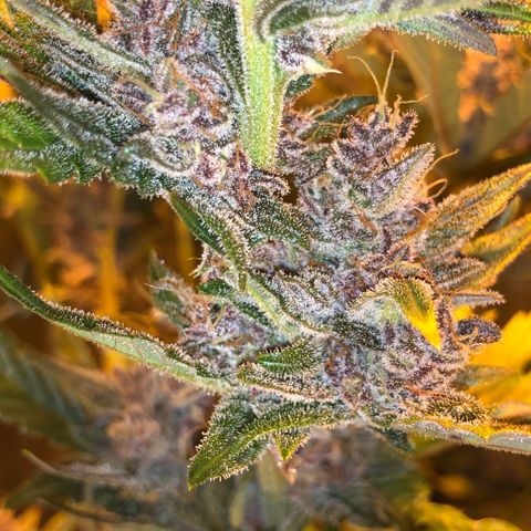 Blackberry - #1 - 42 Fast Buds growlog timeline photo