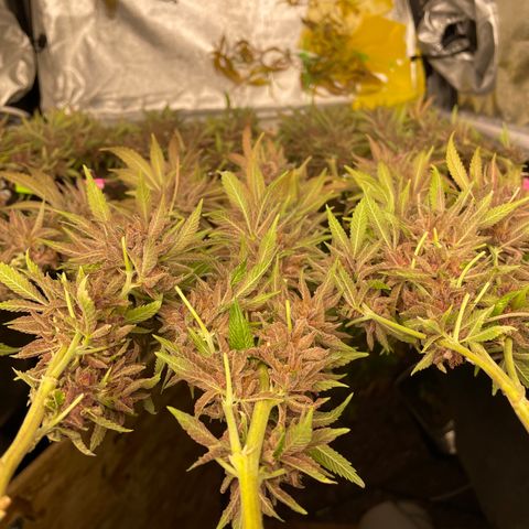 2021.05.17 Purple Queen - #2 - RQS growlog timeline photo