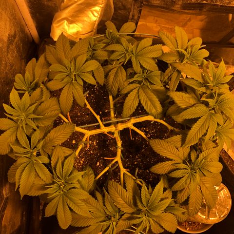 2021.05.17 OG Kush - #2 - RQS growlog timeline photo