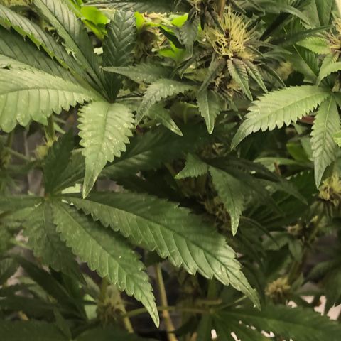 2021.05.17 Purple Queen - #2 - RQS growlog photo: Apparition et traitement des thrips