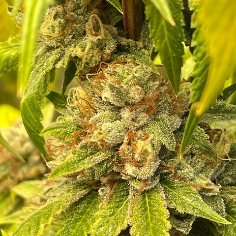 2021.05.17 OG Kush - #2 - RQS growlog timeline photo