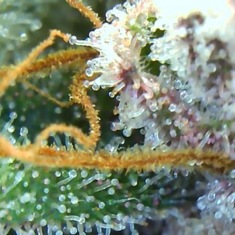 2021.05.17 Purple Queen - #2 - RQS growlog timeline photo