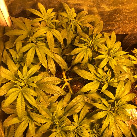 2021.05.17 OG Kush - #2 - RQS growlog timeline photo