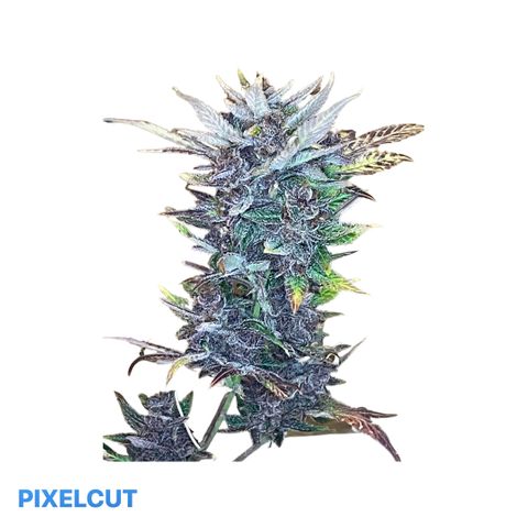 2021.06.02 - Purple Lemonade 🍋 - #1 - 42 Fast Buds growlog timeline photo