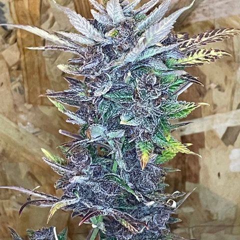 2021.06.02 - Purple Lemonade 🍋 - #1 - 42 Fast Buds growlog timeline photo