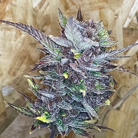 2021.06.02 - Purple Lemonade 🍋 - #1 - 42 Fast Buds growlog timeline photo