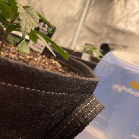 Mimosa Cake 🍰 4 - #1 - 42 Fast Buds growlog timeline photo