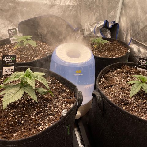 Mimosa Cake 🍰 4 - #1 - 42 Fast Buds growlog timeline photo