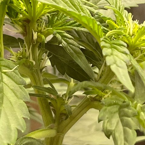 Purple Punch 🥊 2 - #1 - 42 Fast Buds growlog timeline photo
