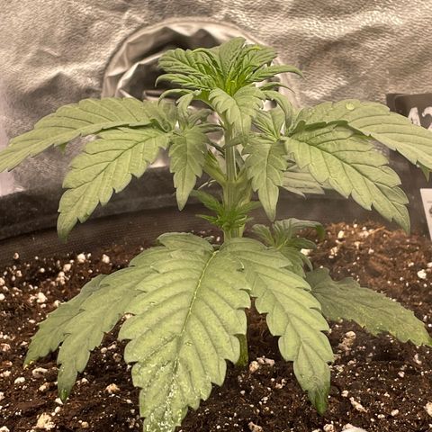 Purple Punch 🥊 2 - #1 - 42 Fast Buds growlog timeline photo