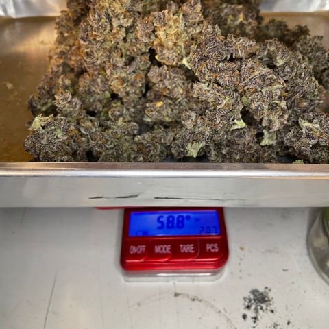 2021.06.02 - Purple Lemonade 🍋 - #1 - 42 Fast Buds growlog timeline photo