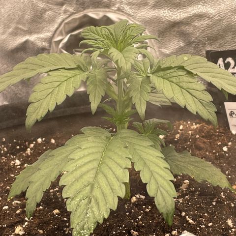 Purple Punch 🥊 2 - #1 - 42 Fast Buds growlog timeline photo