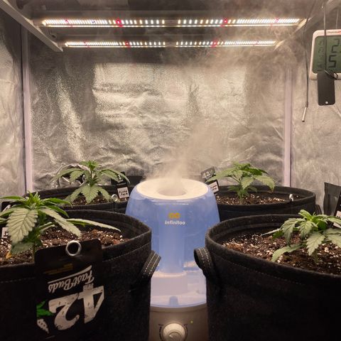 Purple Punch 🥊 2 - #1 - 42 Fast Buds growlog timeline photo